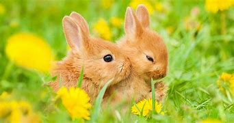 Image result for Baby Rabbit Food