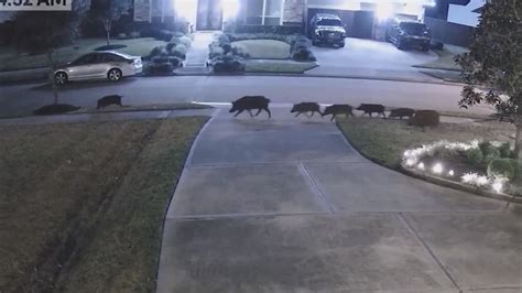 How bad are feral hogs in Texas? | khou.com