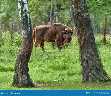 Reserve for Bison and Buffalo in the Moscow Region, Russia. Stock Photo ...