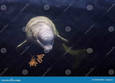 Friendly Beluga Whale Looks Up from Underwater Stock Photo - Image of ...