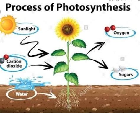 draw a well labelled diagram showing process of photosynthesis - Brainly.in