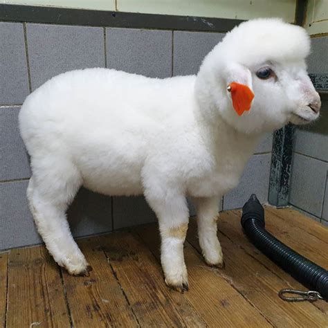 This Sheep Cafe In Korea Shared Pictures Of A Sheep Taking A Bath And ...