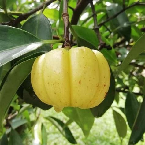 Kudam puli Fruit Plant | Best Price in 2024 at Plantparadise