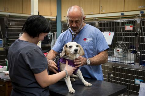 Canine Influenza Vaccine