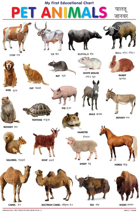 Buy Pet Animals Chart for Kids Perfect for Home, School, Kindergarten ...