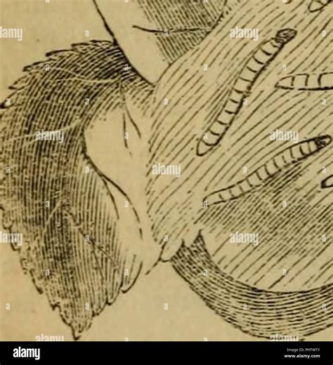 "Insect architecture : to which are added, miscellanies, on the ravages, the preservation for ...