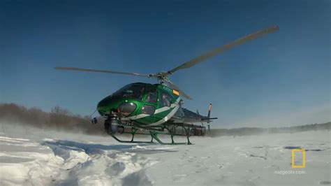 Image result for Wolves Vs Bison