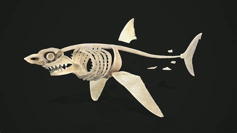 ArtStation - Shark anatomy model, Sergey Egelsky | Shark, Comic book art style, Animal skulls