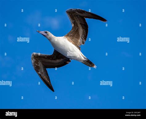 A juvenile red-footed booby (Sula sula), in its white color morph plumage in flight over the ...