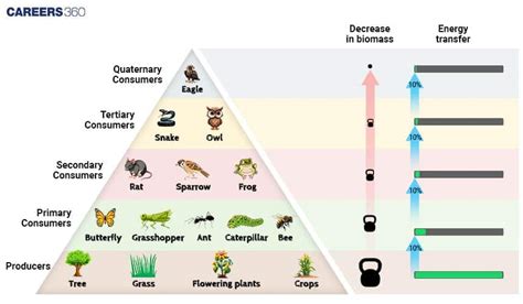 Pyramid of Biomass: Definition, Examples, Examples, Function, FAQs