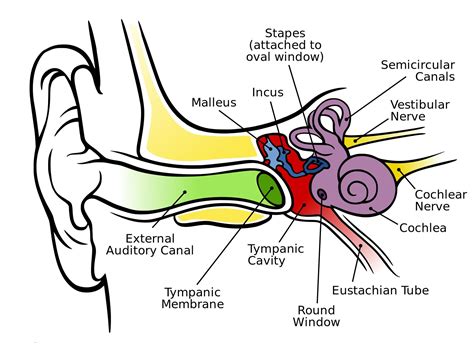 Ear Anatomy Oval Window