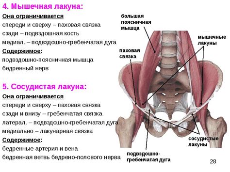 Анатомия бедренного канала: отверстия, кольцо, стенки, содержимое и границы