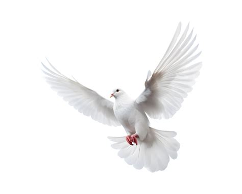 White Dove Too Yellow at David Velasquez blog