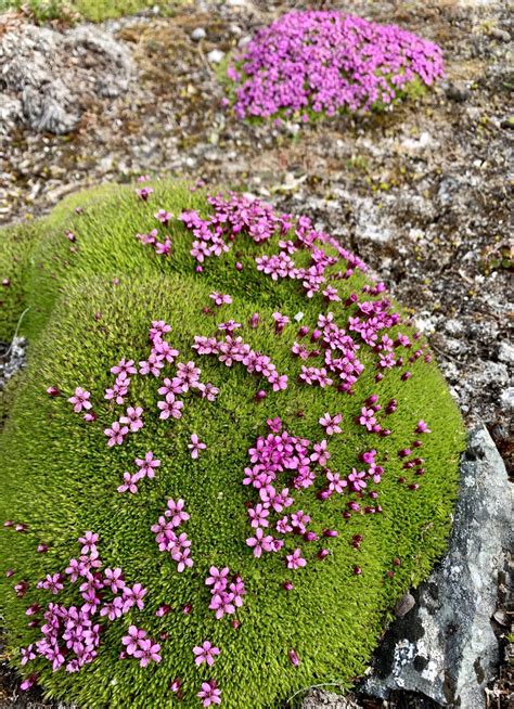 Plants In The Arctic Ocean Sciencing