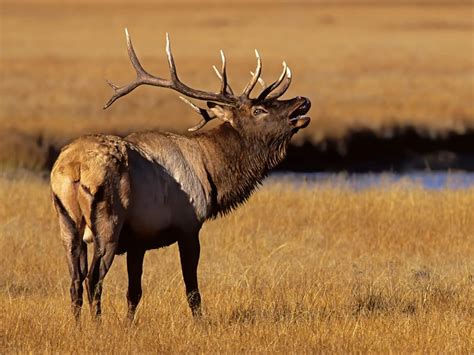 Watch clueless hikers get way too close to bull elk and his harem at ...