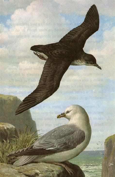 Buy 1967 MANX SHEARWATER & FULMAR Original Bird Print Sea and Estuary ...