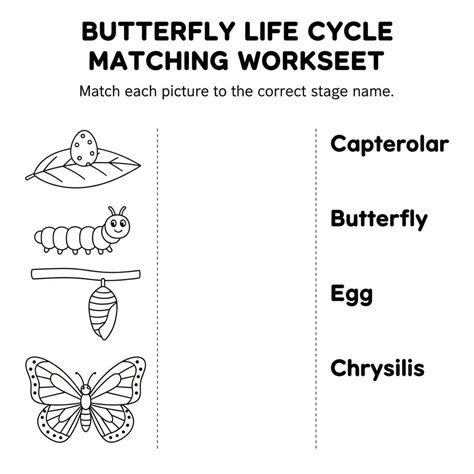 Butterfly Life Cycle Matching Worksheet - Download & Print Now!