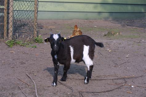 Zwergziege Ziegenbock 16 Wochen alt schwarz in Nordwalde | Tiere ...