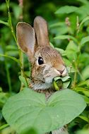 Image result for Scary Looking Bunny