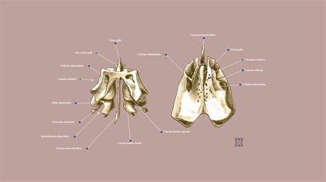 Ethmoid Bone Crista Galli Foramen Cecum: Anatomy And Function | Kenhub
