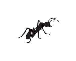 Pest Control Services In Hyderabad - Call now for a free quote