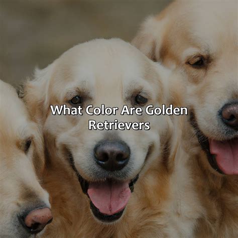 What Color Are Golden Retrievers - colorscombo.com