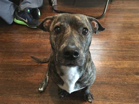 Mixed Breed Dogs That Look Like Pit Bulls at Monte Stock blog