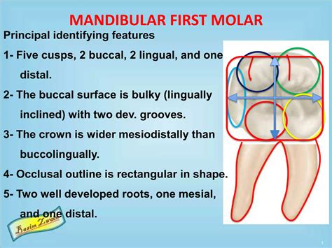 Mandibular molars | PPT