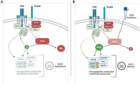 Diacylglycerol Kinase alpha in X Linked Lymphoproliferative Disease Type 1