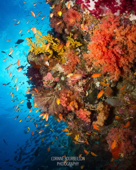 Raja Ampat World Record Dive Sites | Papua Diving