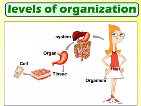 Vocabulary - The Organization of Living Things | PDF