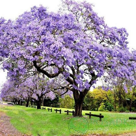 Павлония (Адамово дерево) Paulownia tomentosa купить саженцы в Украине