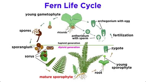 Image result for Fern Reproduction Cycle