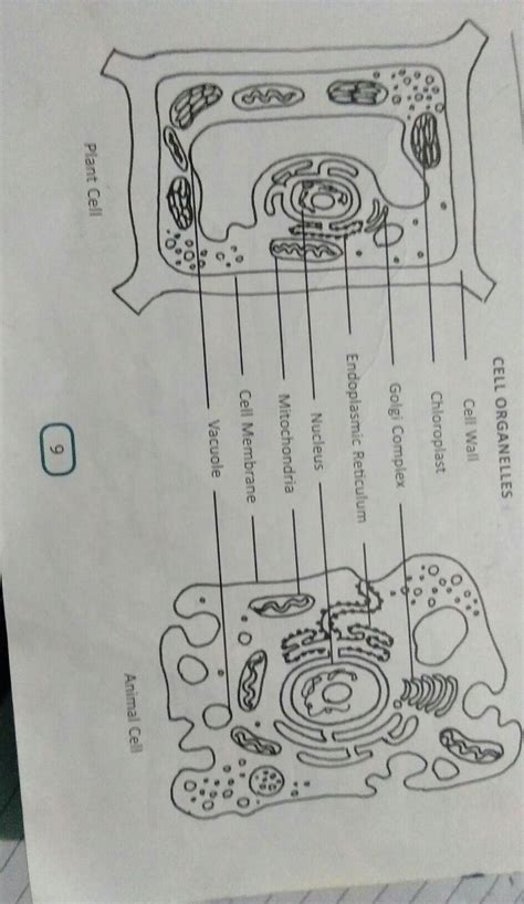 make a well lable chart of animals and plants cell show the structure ...