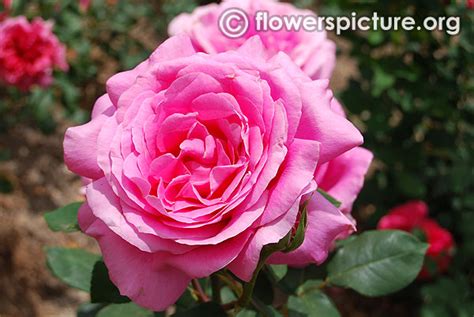 Rose varieties with names gallery-2