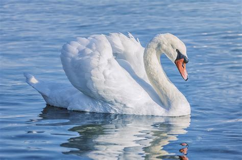 Seglande svanar | Forskning & Framsteg