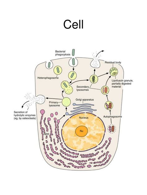 Cell Structure and Function 的图像结果