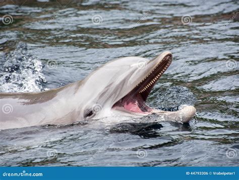Bottlenose Dolphin in the Water Stock Photo - Image of humorous, fishing: 44793306
