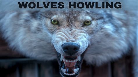 Image result for Wolves Howling Sounds