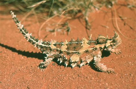 Australian Desert Lizard