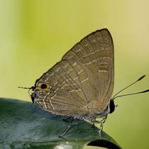 Portal For Butterfly:: M.P