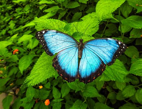 Butterflies’ habitat influences their flight behavior - Earth.com