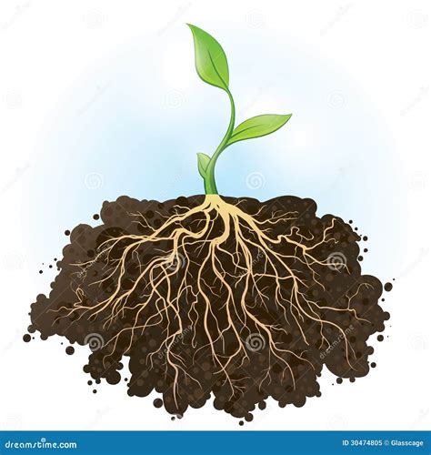 Plant With Roots. Cross Section View Of Plant With Roots Vector ...