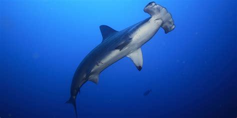 Great Hammerhead Shark Facts Great Hammerhead Shark Facts: “Like