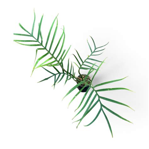 Philodendron Tortum | Soiled