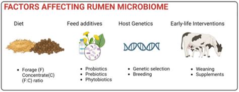 In Pursuit of Understanding the Rumen Microbiome