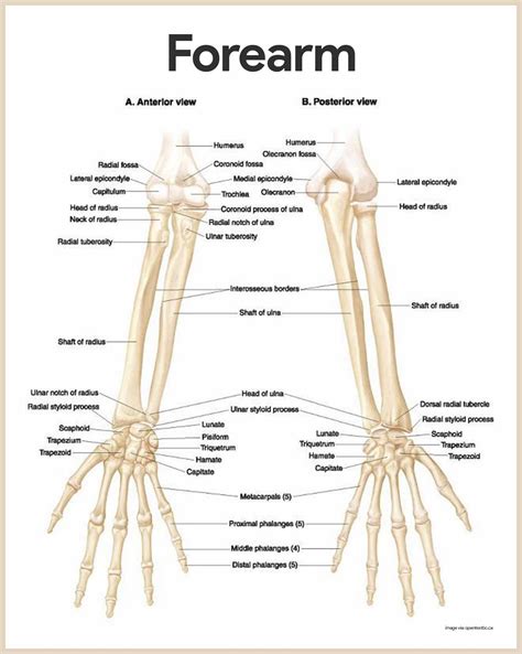 Skeletal System Anatomy and Physiology - Nurseslabs