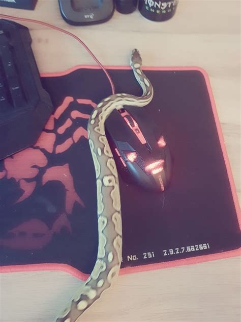 Monty Python Mouse Problem 的图像结果