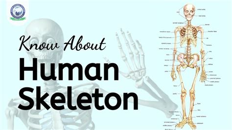 Image result for Human Skeleton Function