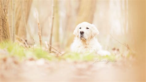 Download wallpaper look, each, dog, section dog in resolution 1920x1080